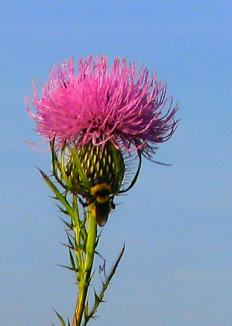 Thistle