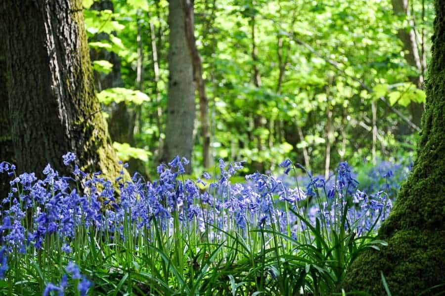 Bluebell Woods