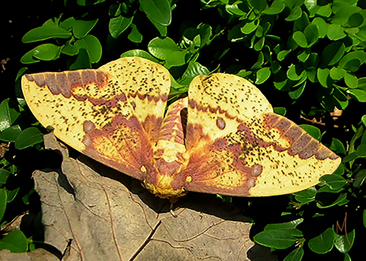 Crown Imperial Moth