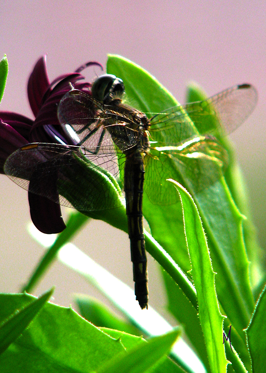 Dragonfly