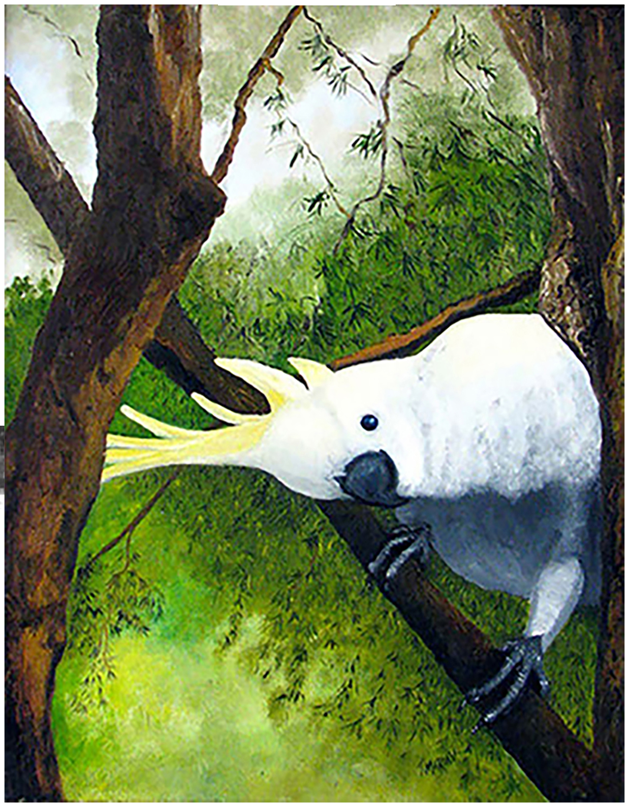 Cockatoo