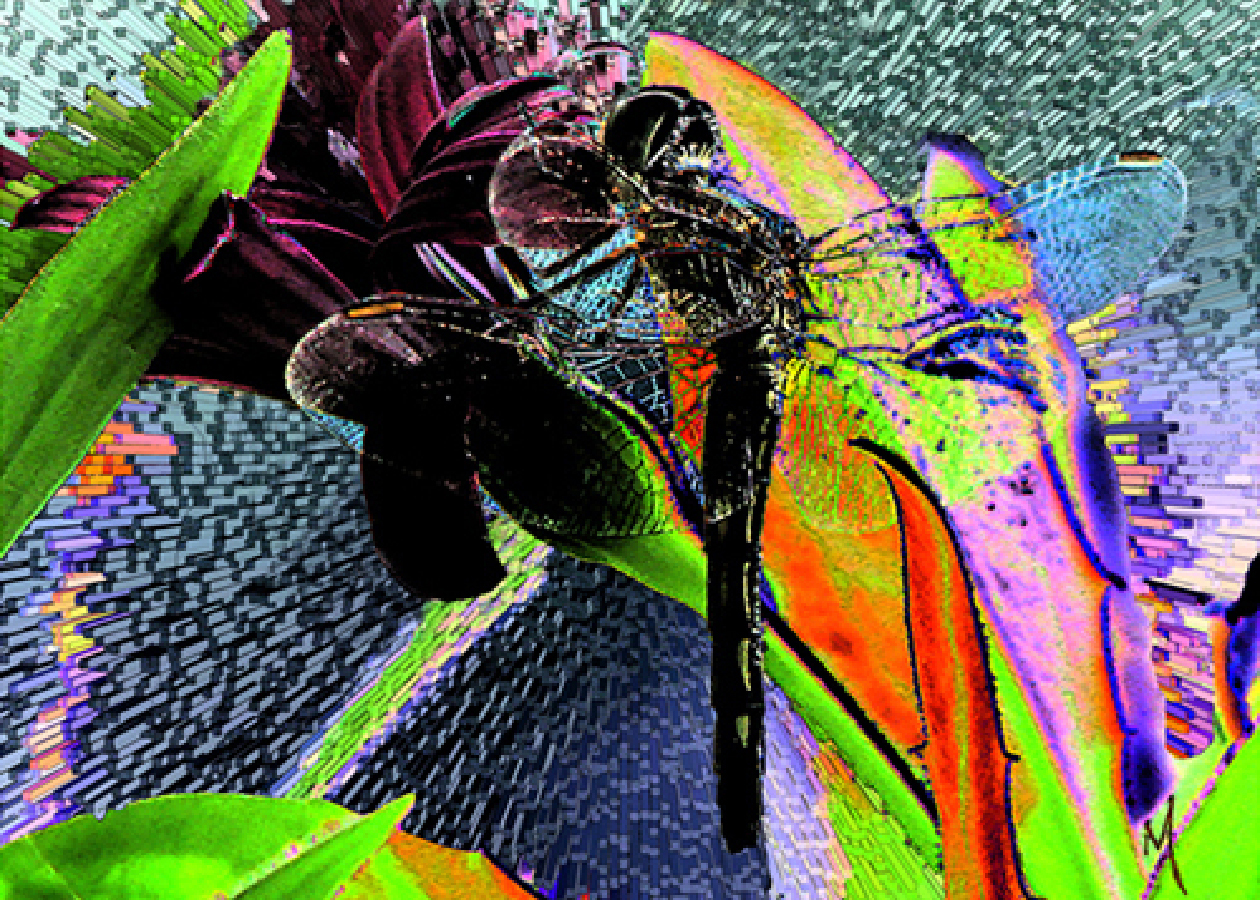 Dragonfly
