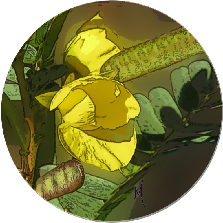 Pea