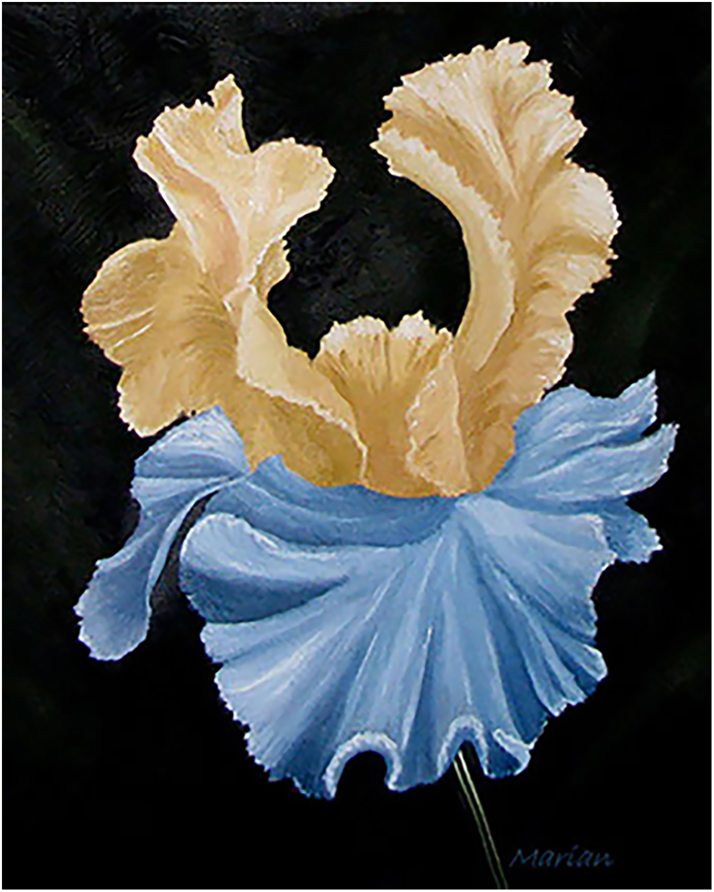Iris