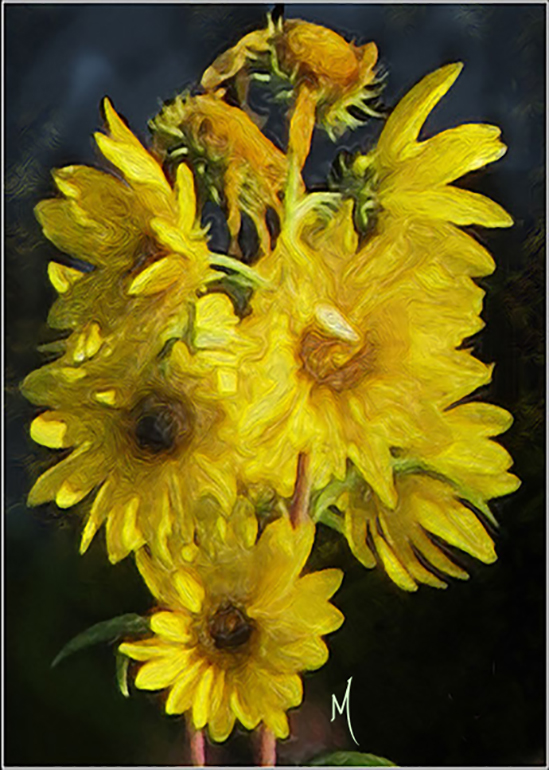 Sunflowers